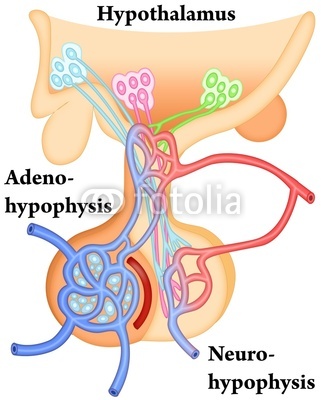 Hypophysis